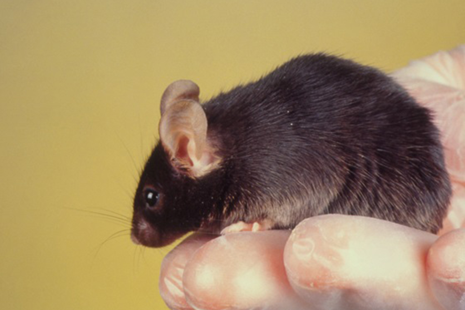 Kloning Og Teknikker Biologi 7 9 Gyldendals Fagportaler